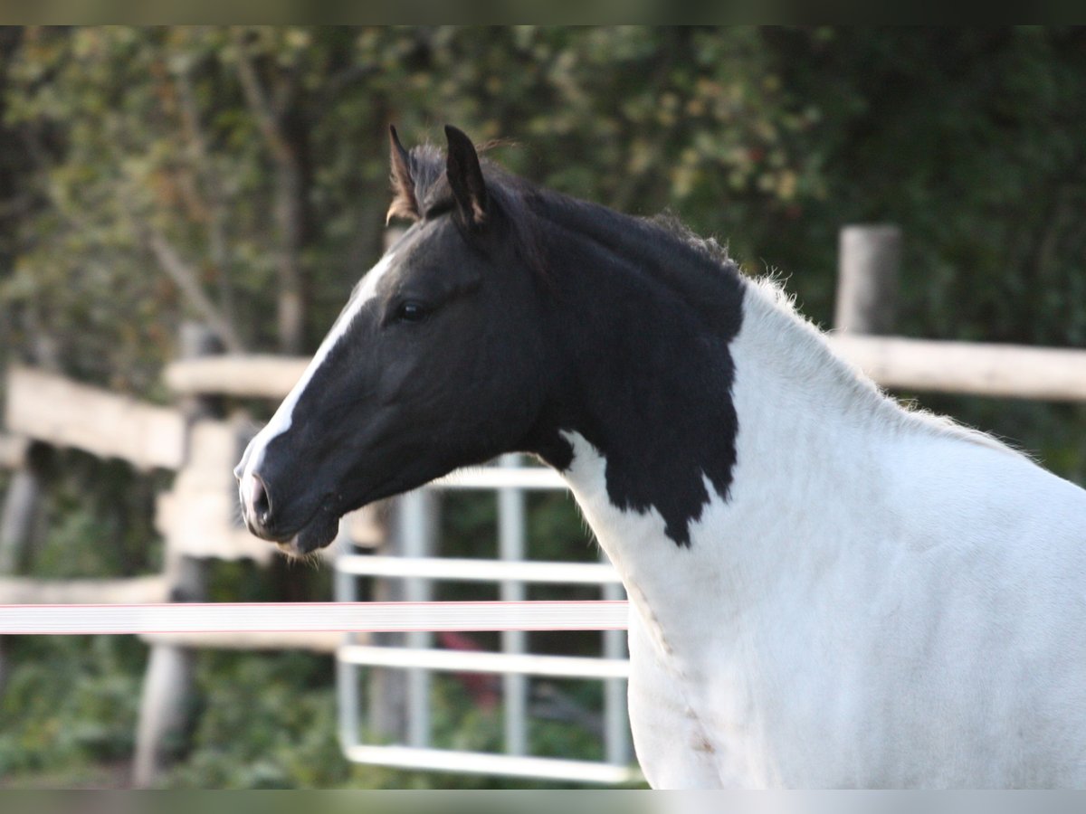 Quarter Pony Mix Merrie 4 Jaar 145 cm Gevlekt-paard in Kunów