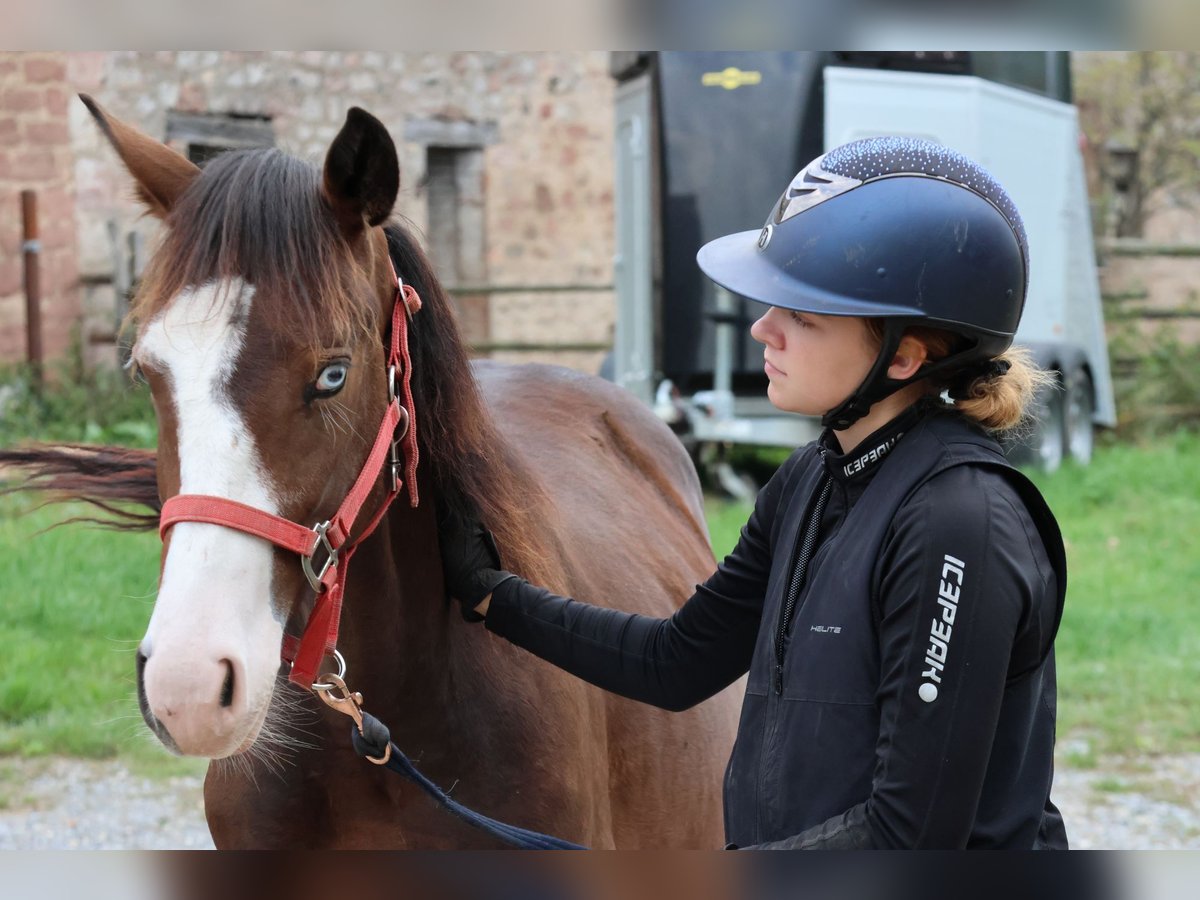 Quarter Pony Mix Ogier 1 Rok 150 cm Gniada in Buchen (Odenwald) Quarter Pony Mix Ogier 1 Rok 150 cm Gniada in Buchen (Odenwald)