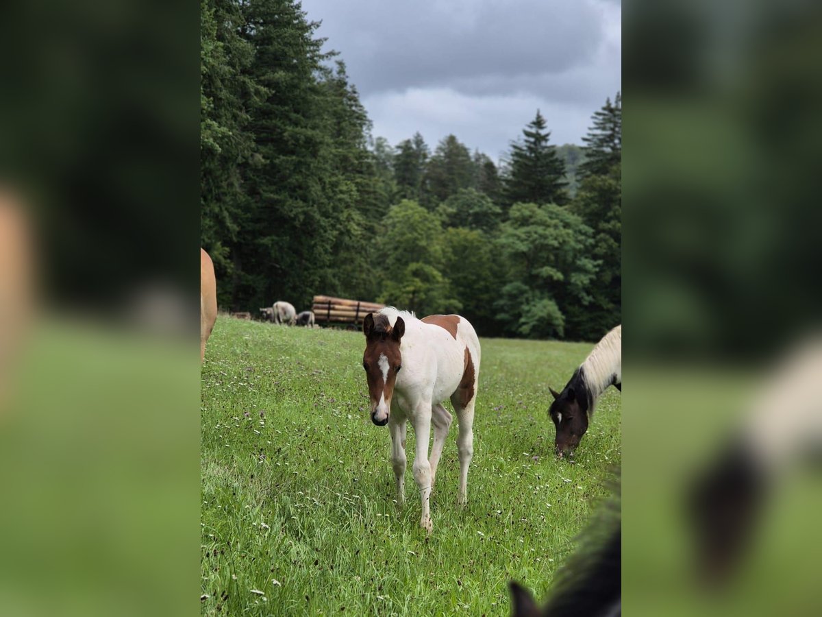 Quarter Pony Ogier Źrebak (06/2025) 150 cm Tovero wszelkich maści in Fichtenberg