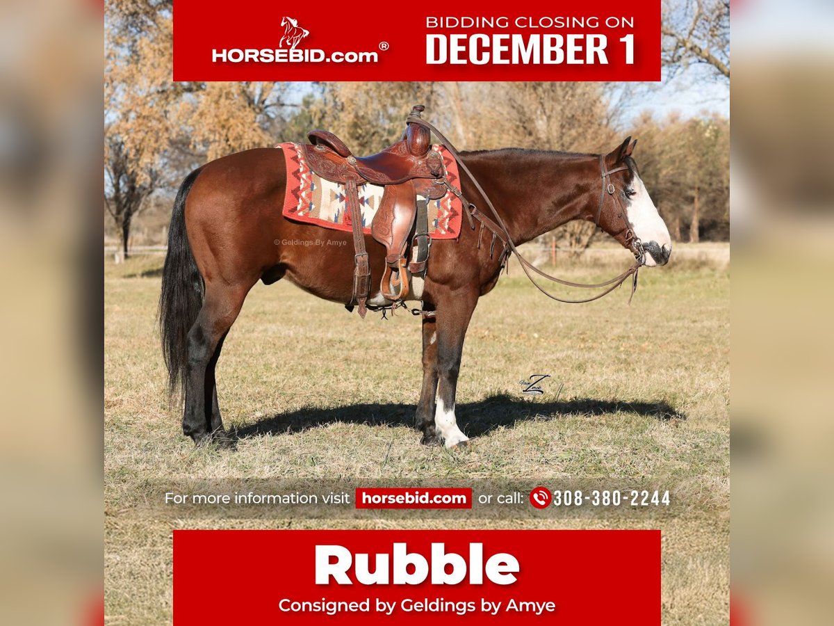 Quarter Pony Ruin 10 Jaar 140 cm Roodbruin in Grand Island