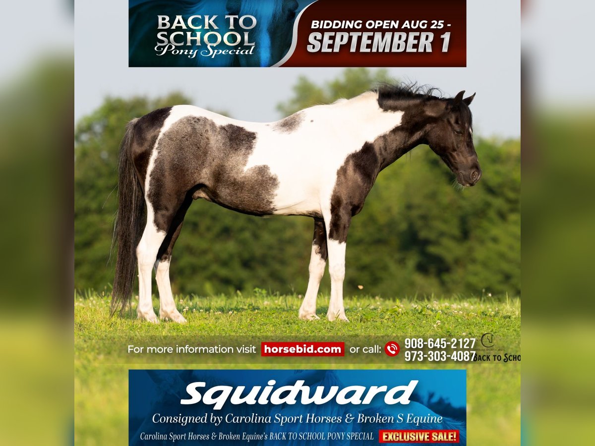 Quarter Pony Mix Ruin 12 Jaar 127 cm Gevlekt-paard in Clover