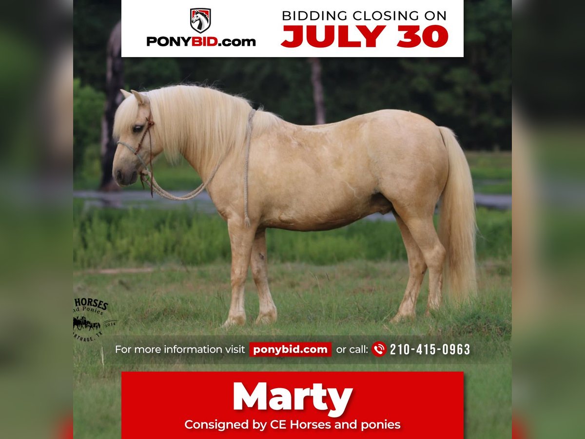 Quarter Pony Ruin 12 Jaar 127 cm Palomino in Carthage, TX
