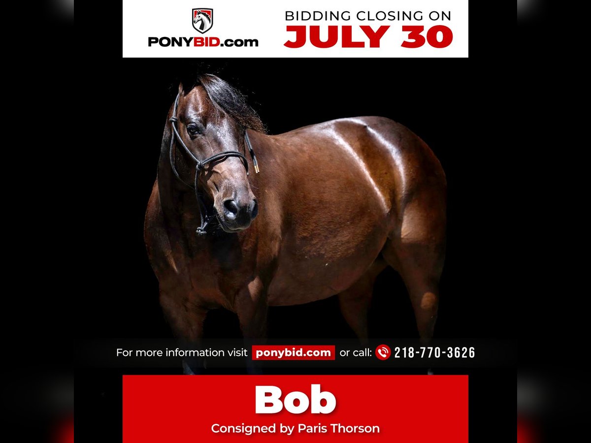 Quarter Pony Ruin 13 Jaar 132 cm Roodbruin in Nevis, MN