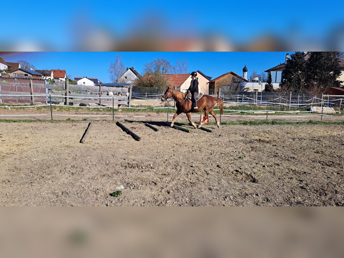 Quarter Pony Mix Ruin 15 Jaar 152 cm Vos in P&#xF6;ttmes