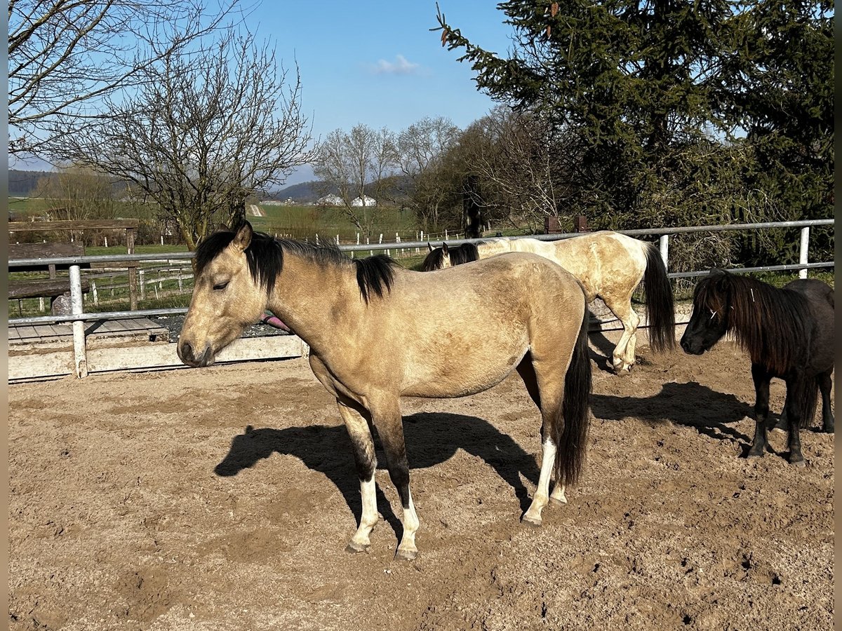 Quarter Pony Ruin 2 Jaar 145 cm Buckskin in Bovenden