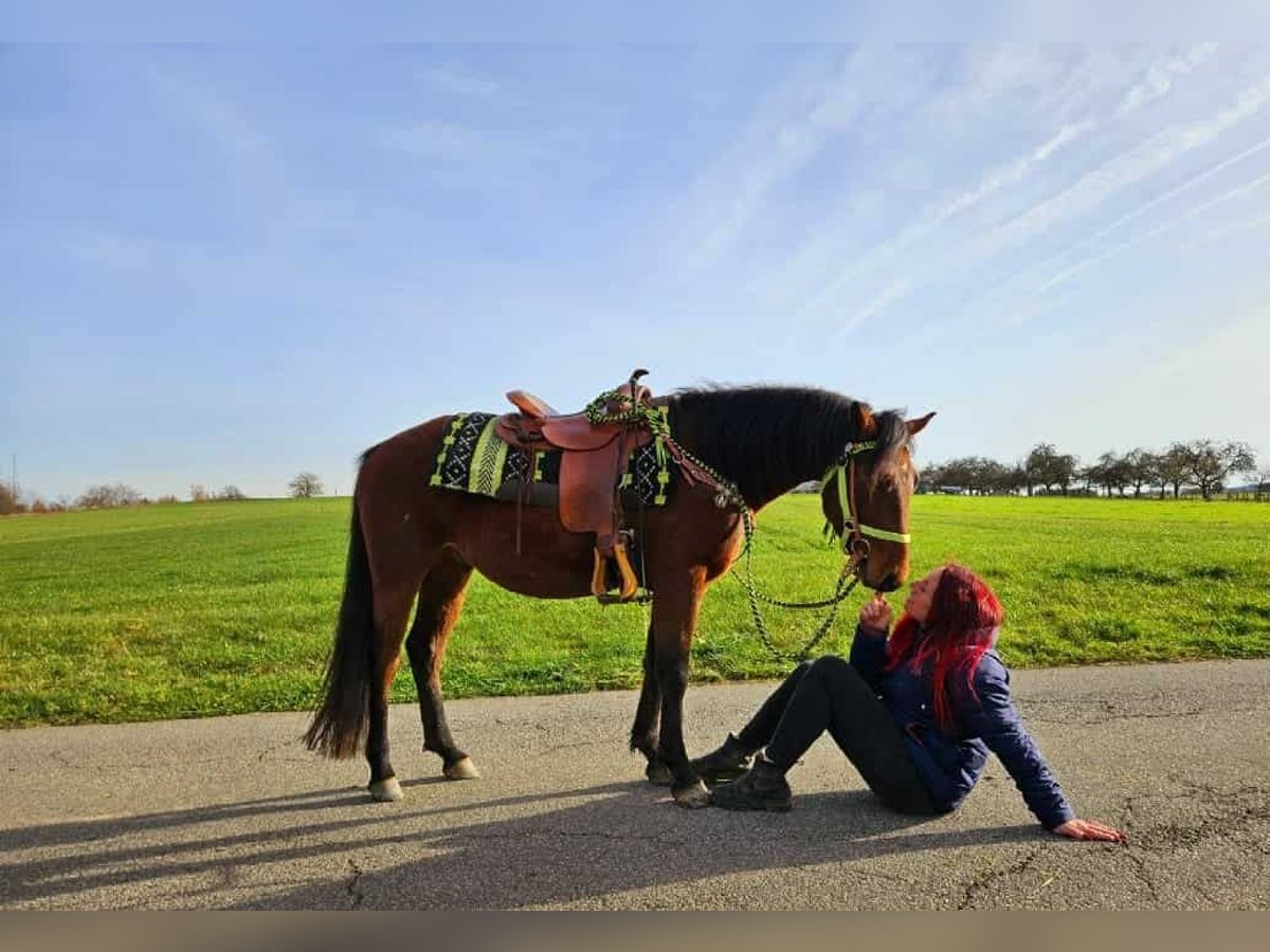 Quarter Pony Mix Ruin 3 Jaar 146 cm Bruin in Linkenbach