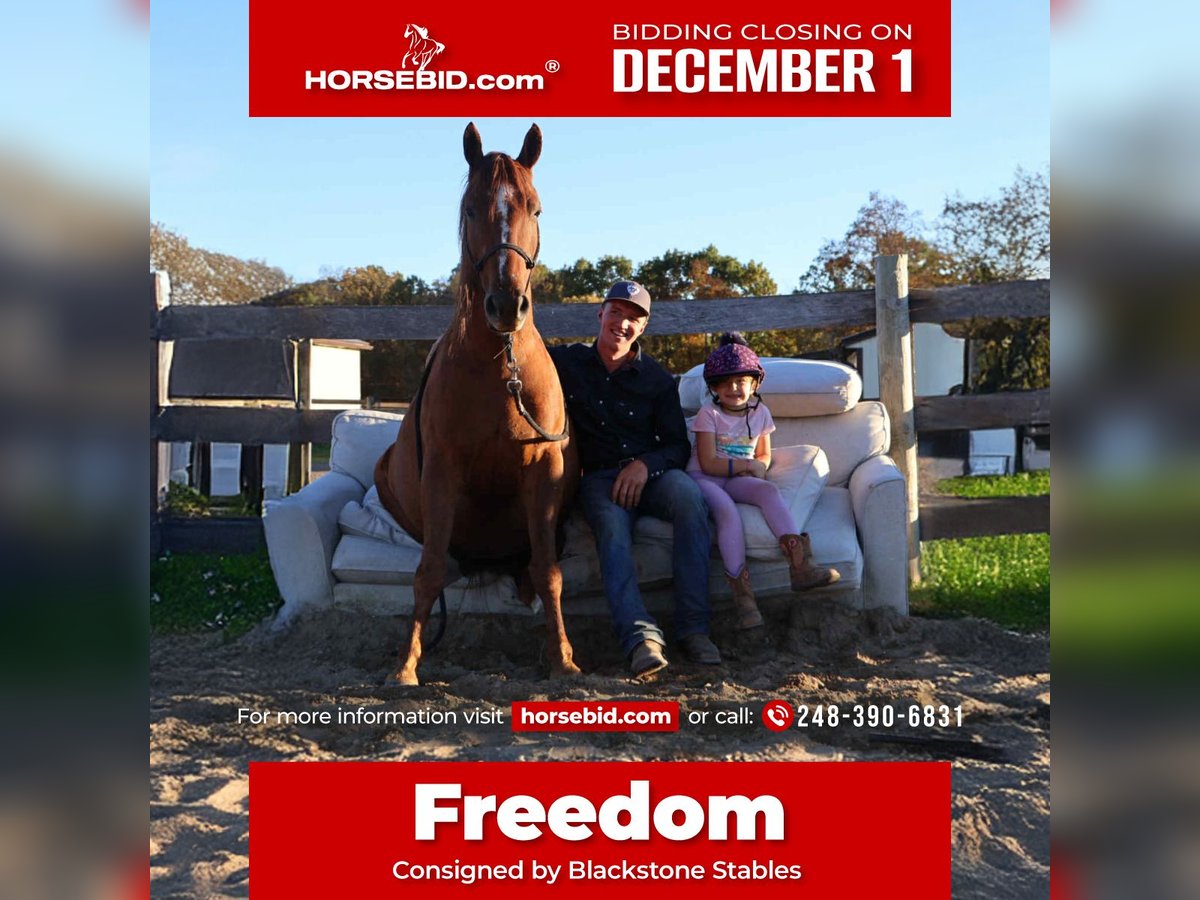 Quarter Pony Ruin 6 Jaar 147 cm Donkere-vos in Howell