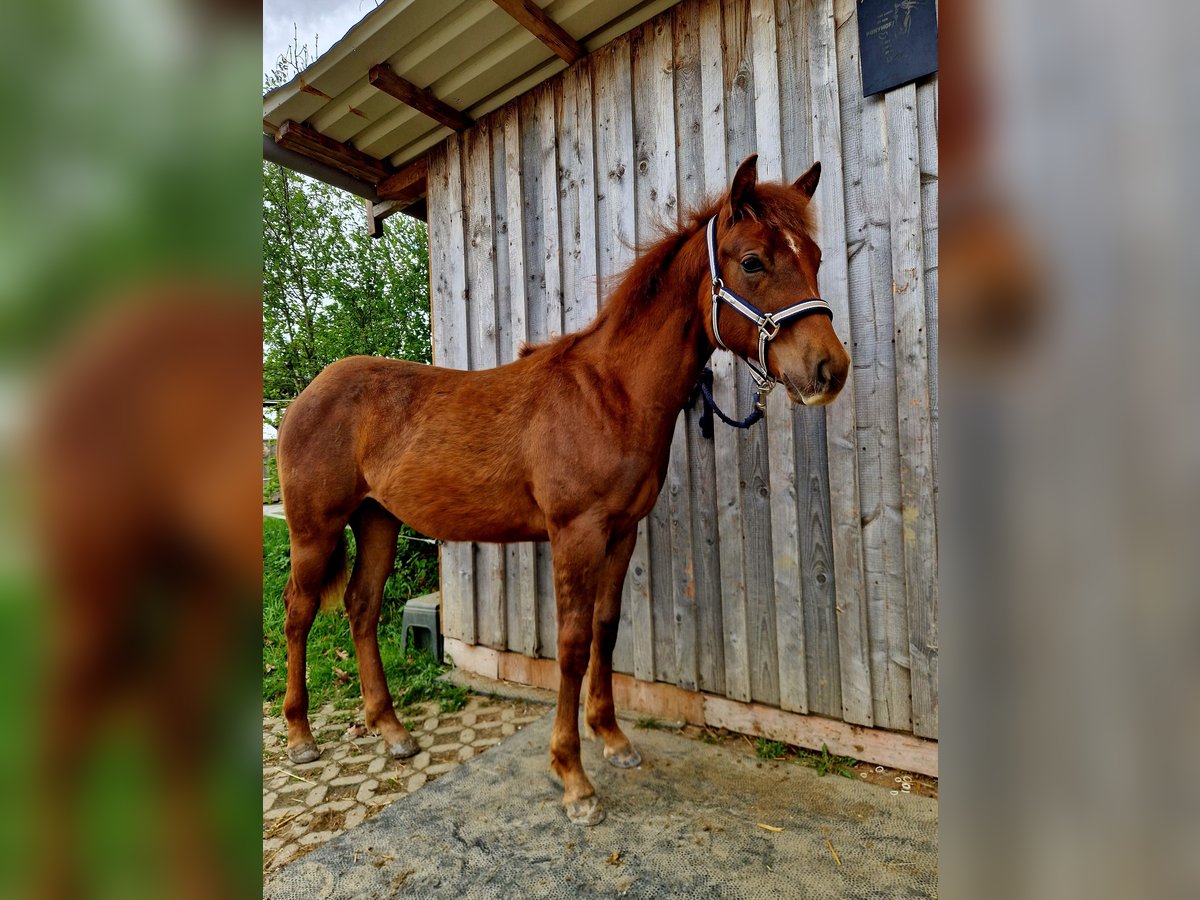 Quarter Pony Stallion 1 year 12,2 hh Chestnut in Holzgünz