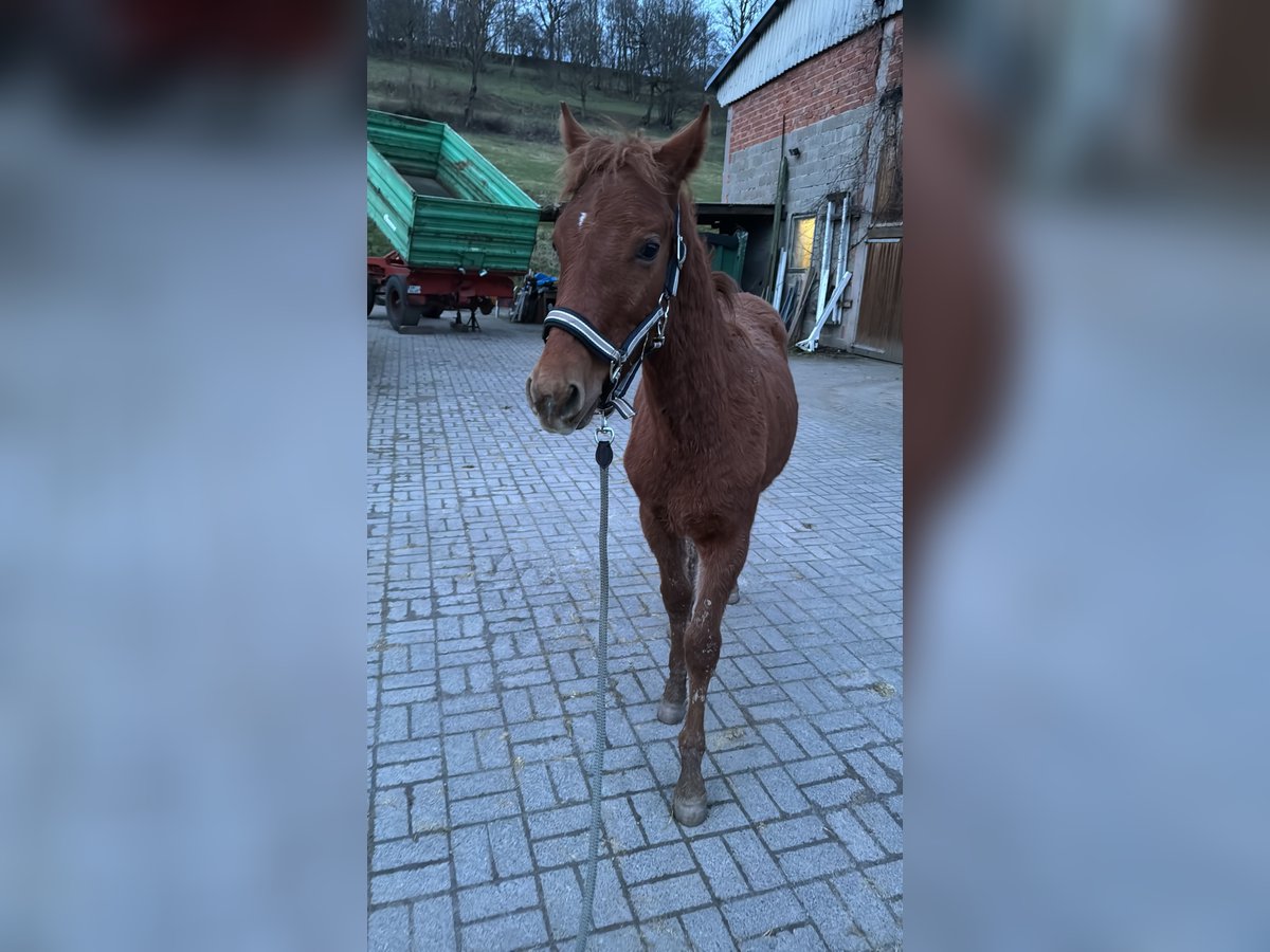 Quarter Pony Mix Stallion 1 year 15,1 hh Chestnut-Red in Kleinschmalkalden