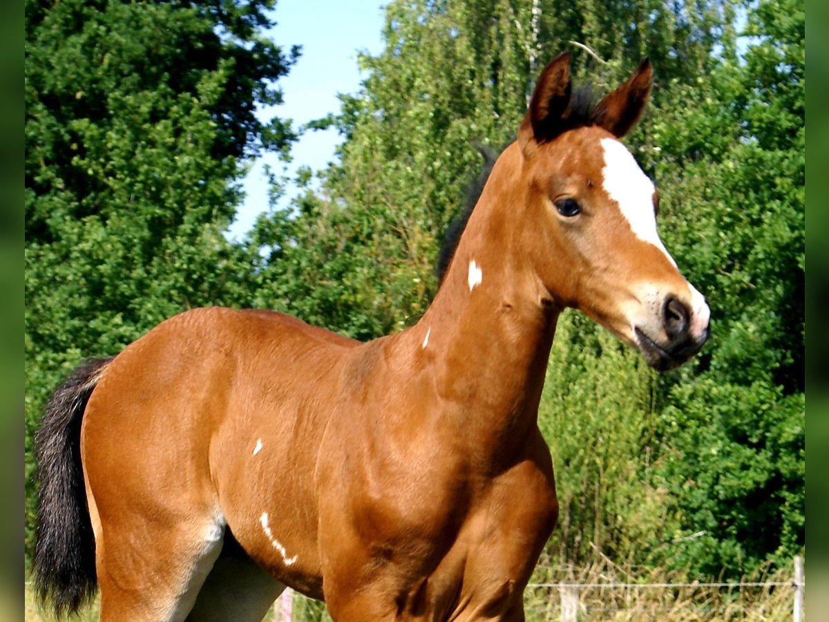 Quarter Pony Stallion  14,2 hh Brown in Velpke