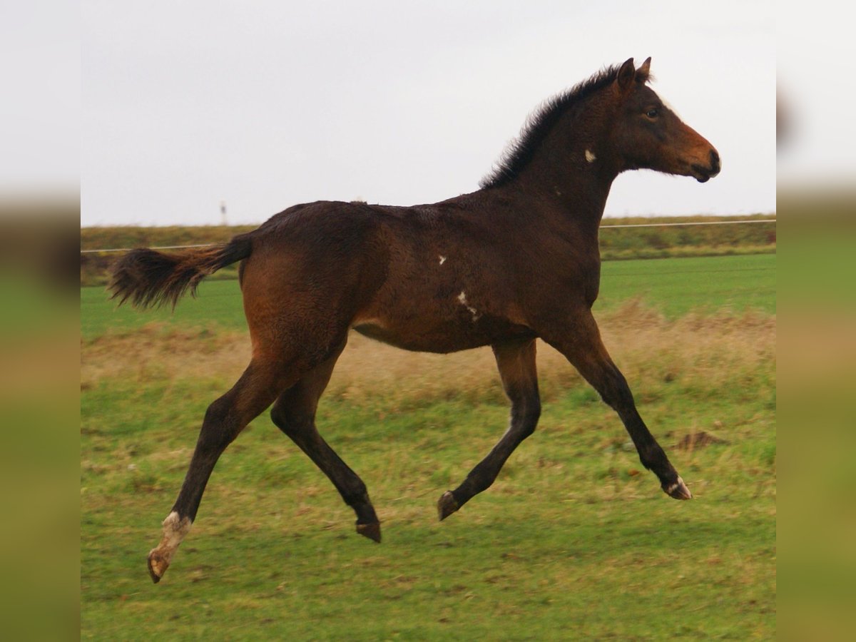 Quarter Pony Stallion Foal (06/2025) 14,2 hh Overo-all-colors in Velpke