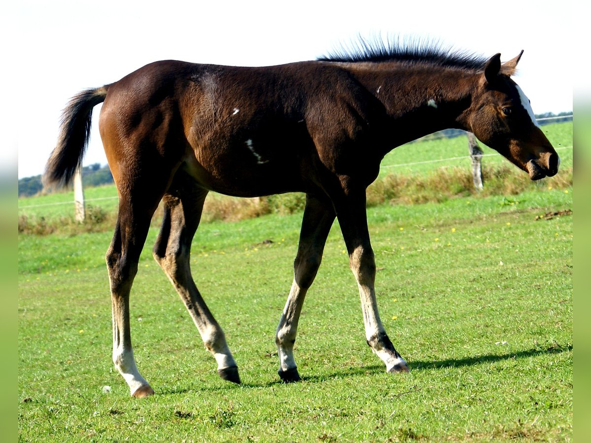 Quarter Pony Stallion Foal (06/2025) 14,2 hh Overo-all-colors in Velpke