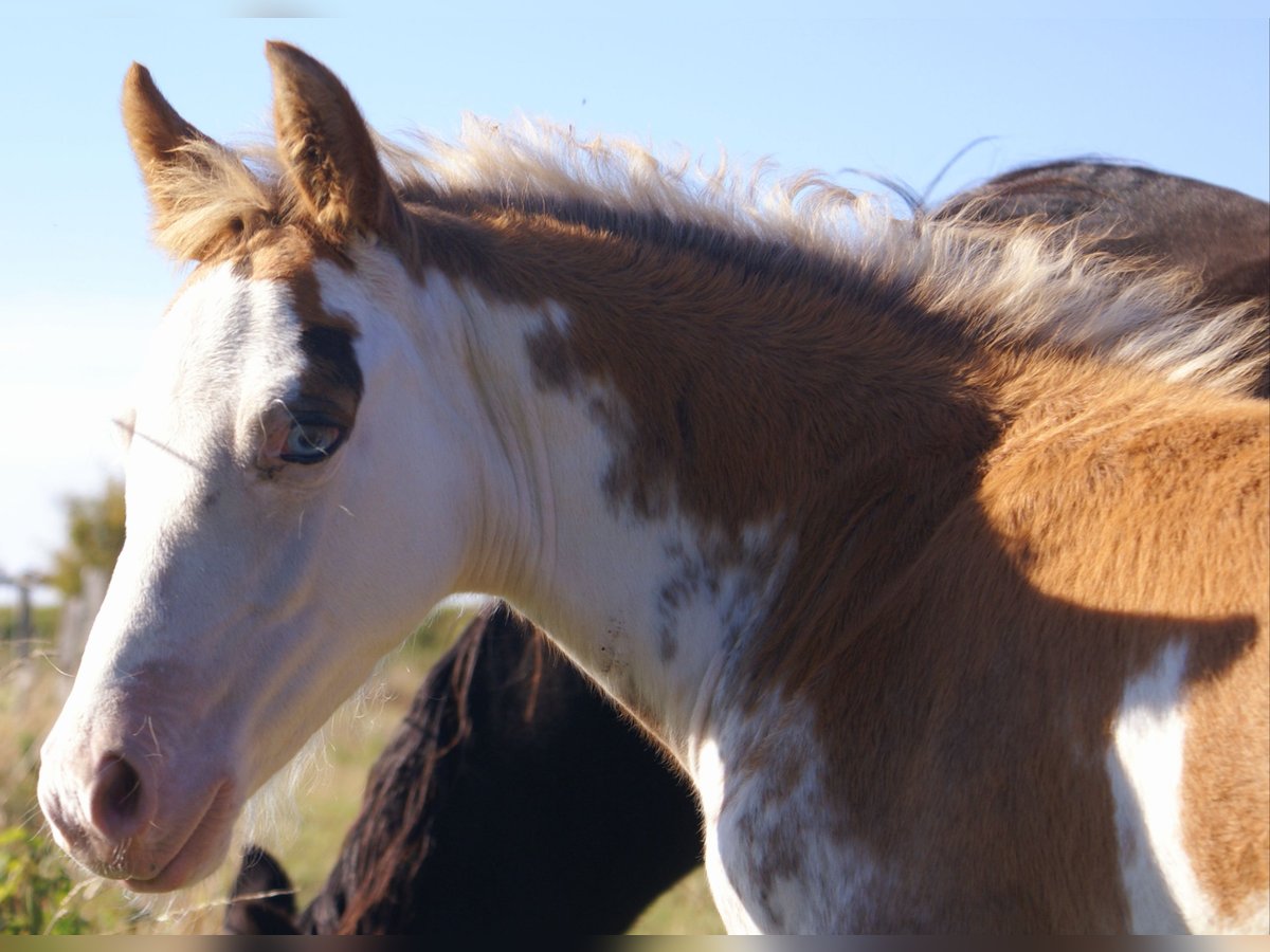 Quarter Pony Stallion Foal (08/2025) 14,2 hh Overo-all-colors in Velpke