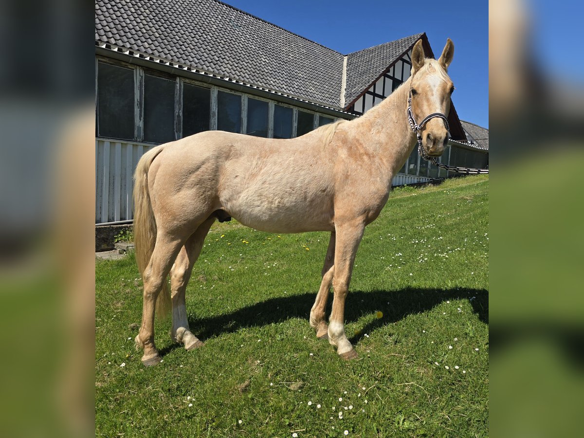 Quarter Pony Stallone 3 Anni 147 cm Pelle di daino in Waldbröl