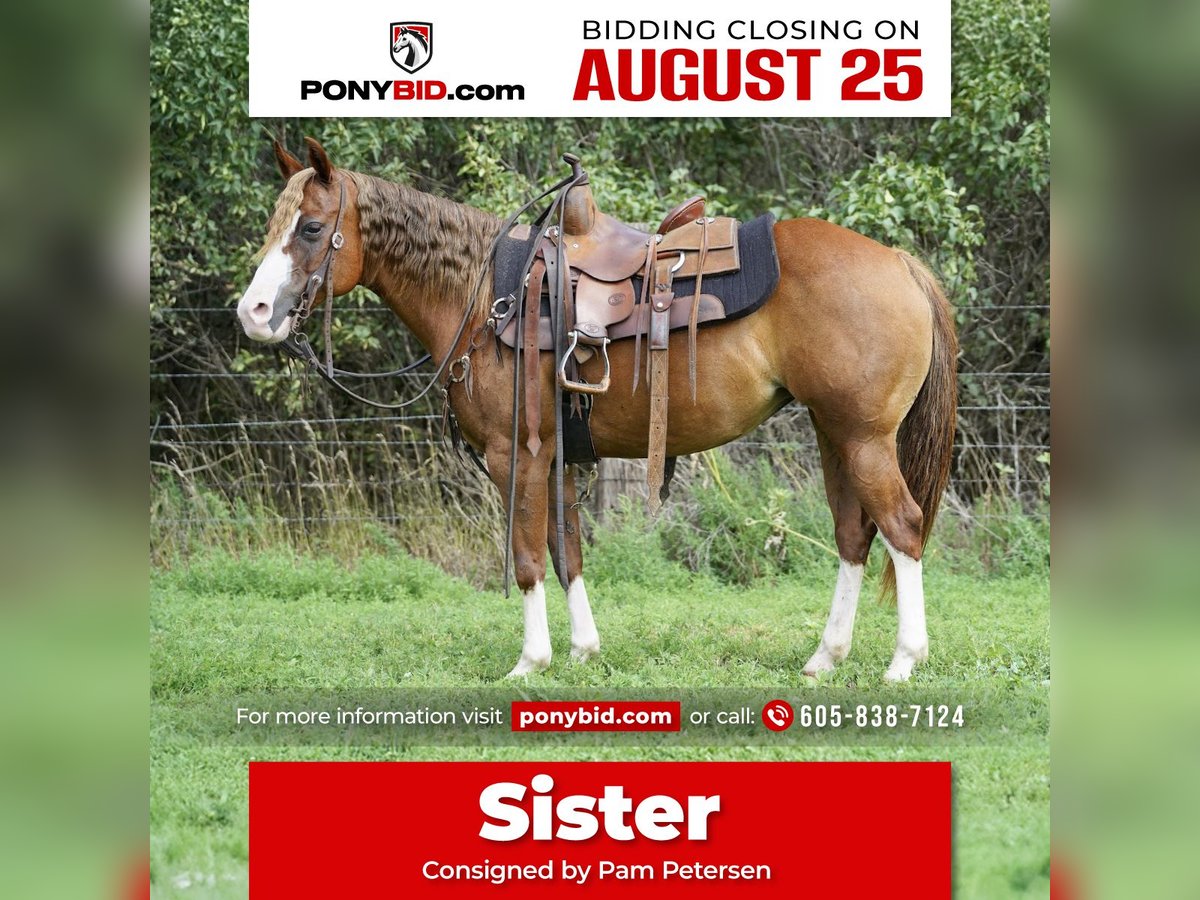 Quarter Pony Stute 10 Jahre 137 cm Rotfuchs in Corsica