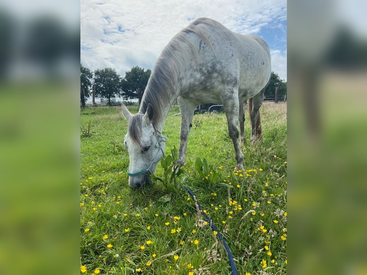 Quarter Pony Stute 14 Jahre 150 cm Schimmel in Kalmthout