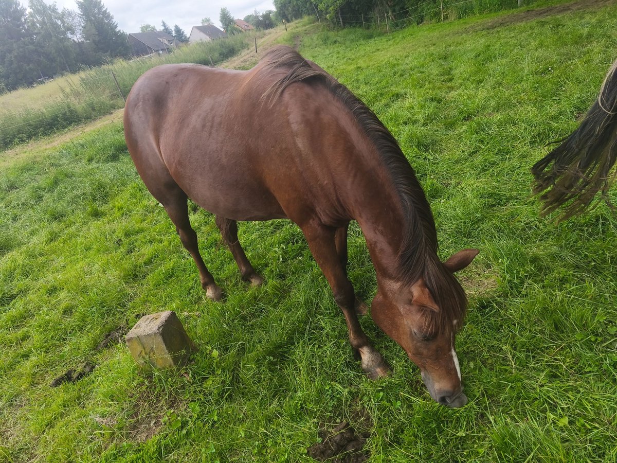 Quarter Pony Mix Stute 16 Jahre 145 cm Brauner in Naumburg