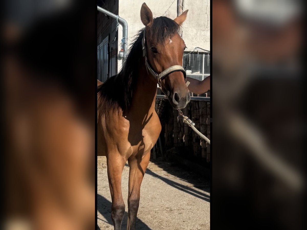 Quarter Pony Mix Stute 1 Jahr 150 cm in Mengkofen