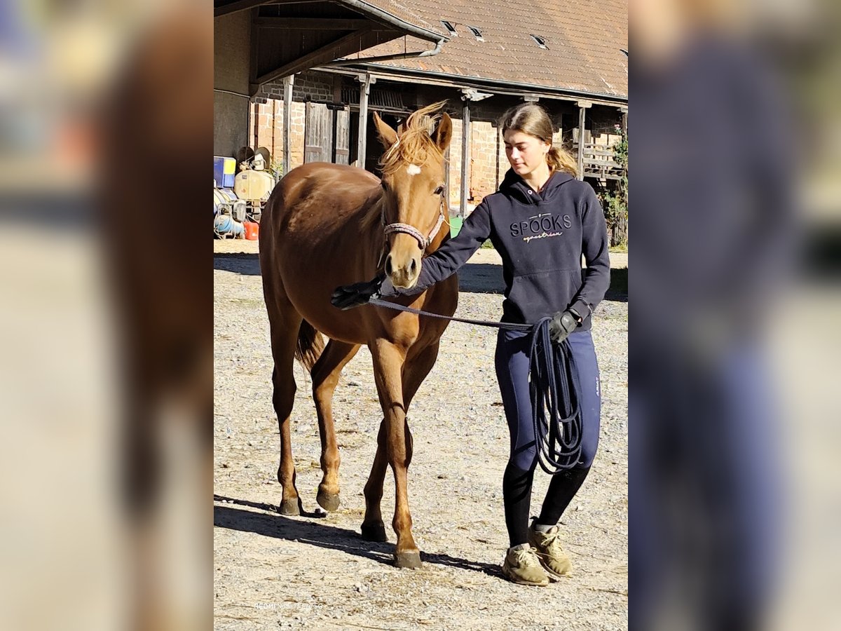 Quarter Pony Mix Stute 1 Jahr 150 cm Fuchs in Buchen (Odenwald)