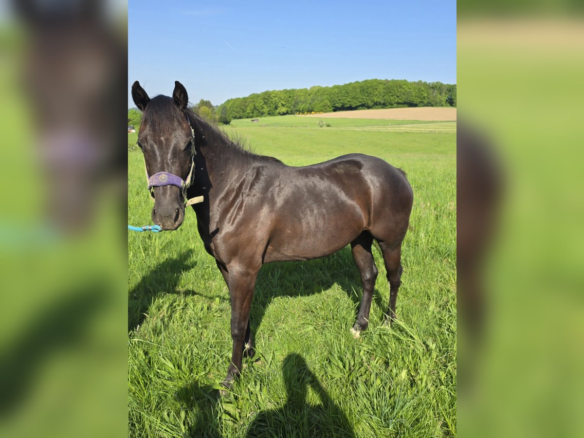 Quarter Pony Stute 2 Jahre in Waldbröl