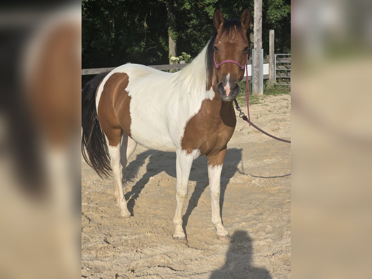 Quarter Pony Stute 3 Jahre 135 cm Schecke in K&#xF6;rle