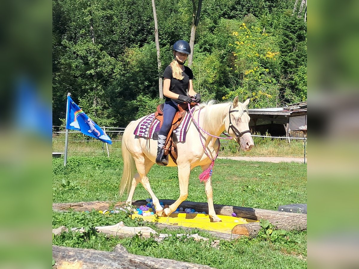 Quarter Pony Stute 3 Jahre 140 cm Champagne in Bayerbach
