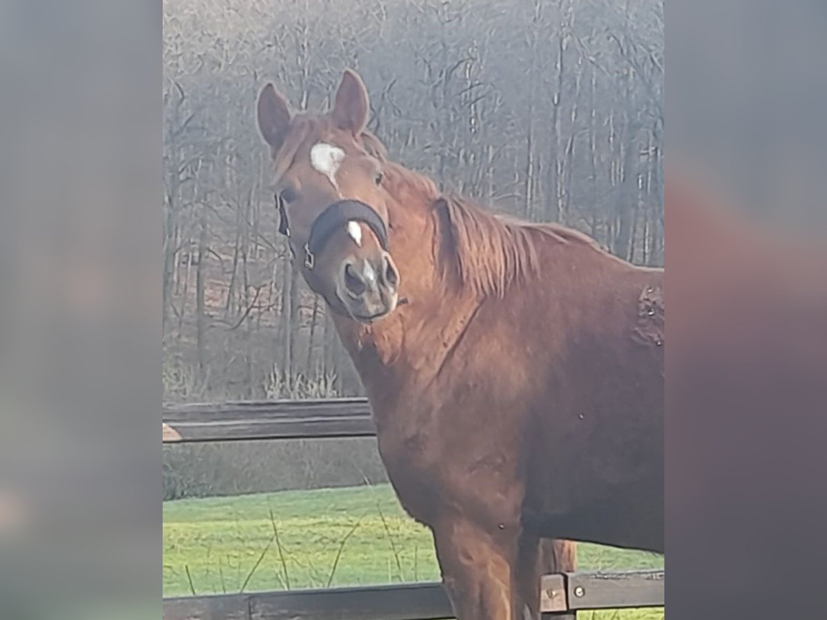 Quarter Pony Mix Stute 3 Jahre 152 cm Fuchs in Raeren