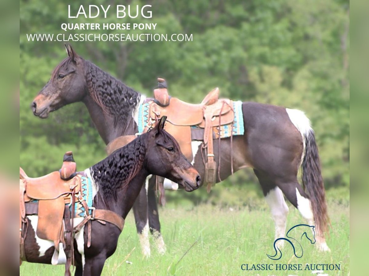 Quarter Pony Stute 6 Jahre 142 cm Rotbrauner in Gerald, MO