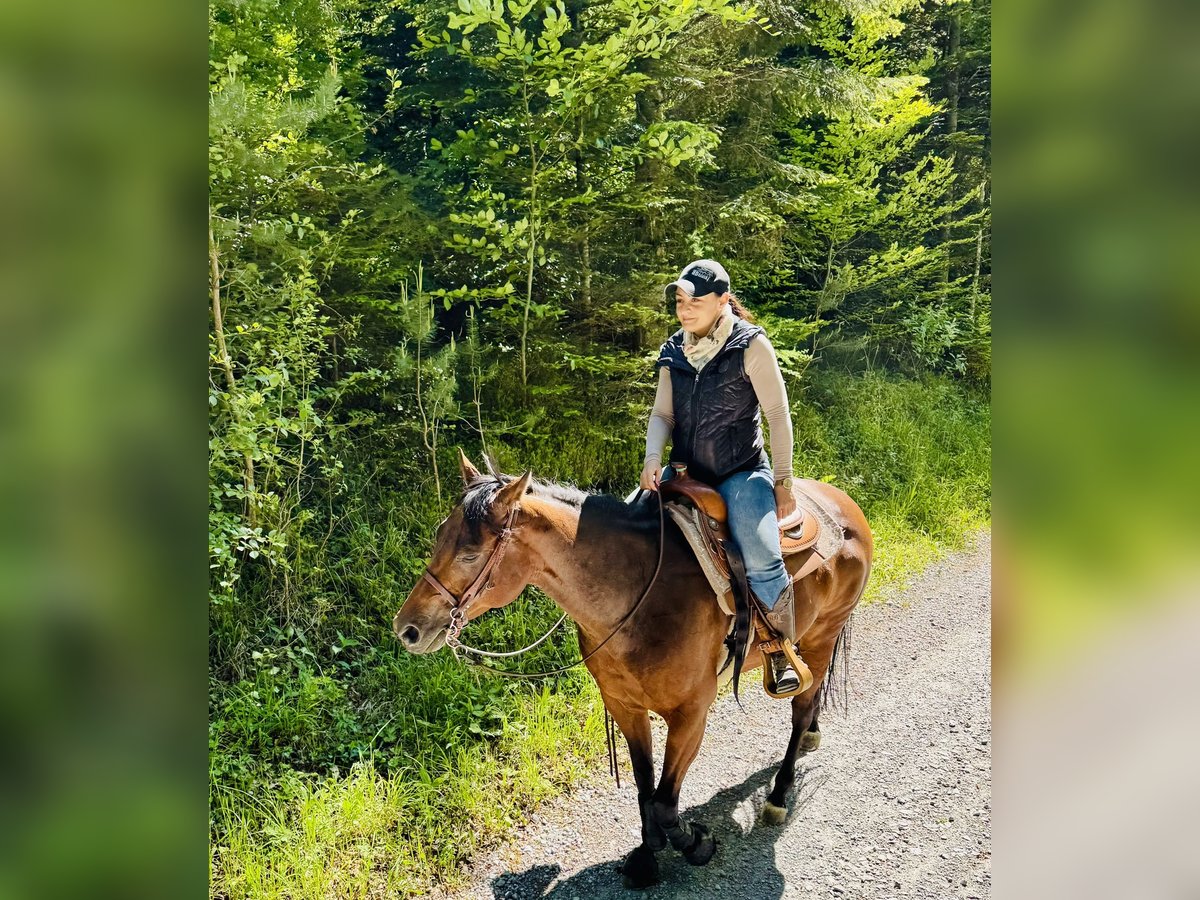 Quarter Pony Stute 7 Jahre 150 cm Brauner in Gutenberg