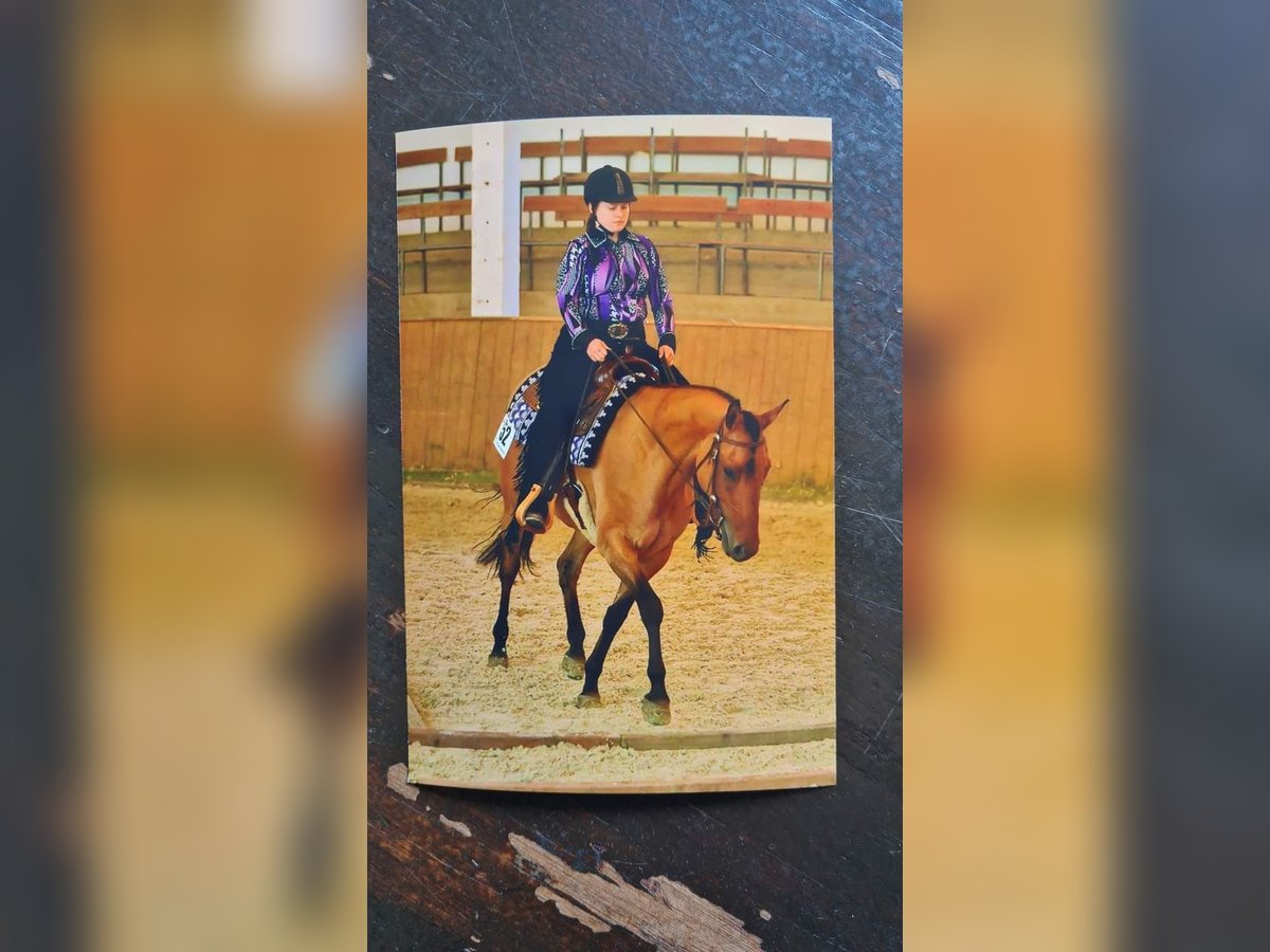 Quarter Pony Stute 7 Jahre 156 cm Falbe in Wedemark