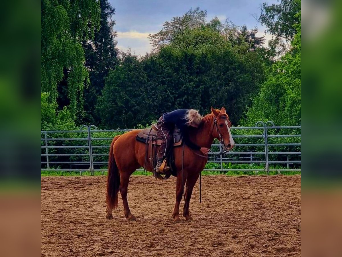 Quarter Pony Stute 8 Jahre 152 cm Fuchs in K&#xF6;nigswinter