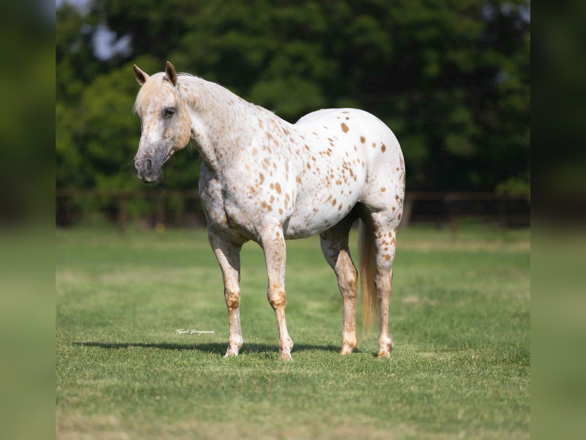 Quarter Pony Stute 9 Jahre 137 cm in Weatherford, TX