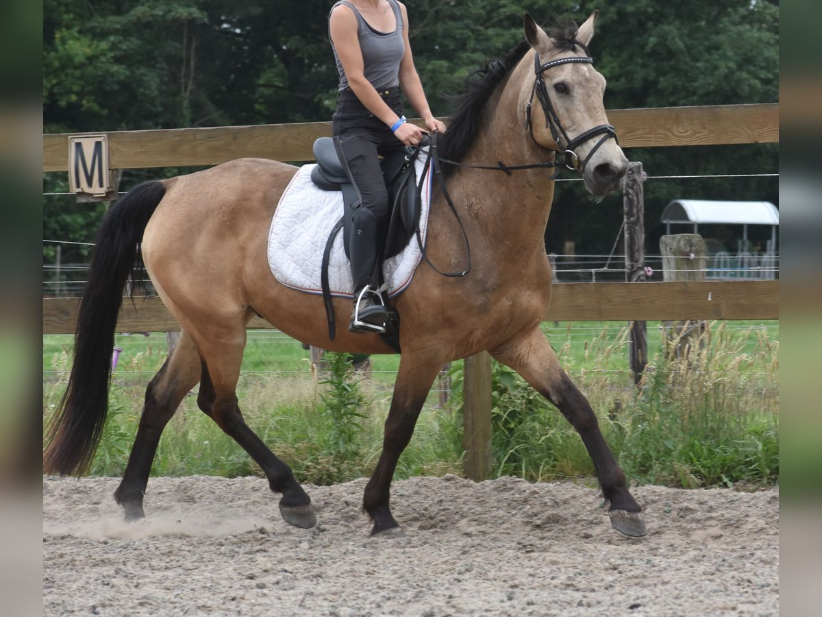 Quarter Pony Wałach 10 lat 155 cm Jelenia in Achtmaal