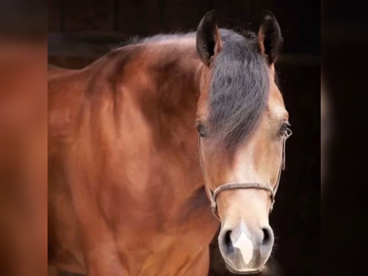 Quarter Pony Wałach 6 lat 148 cm in Nidderau