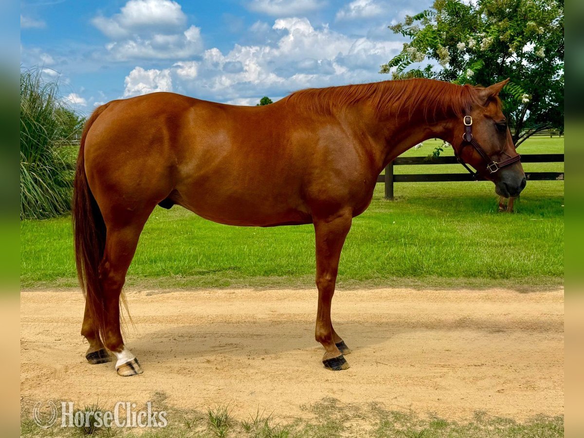 Quarter Pony Wałach 7 lat 152 cm Gniada in Cheyenne
