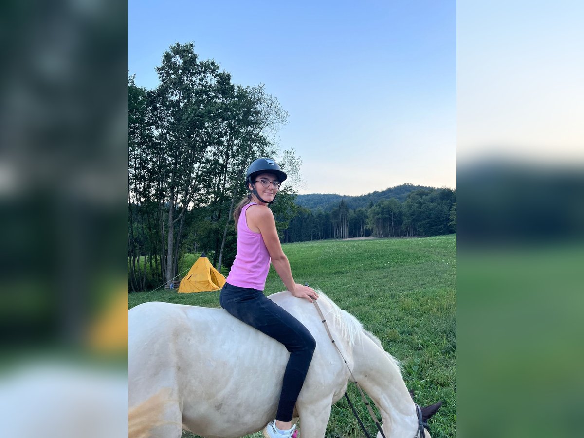 Quarter Pony Wałach 9 lat 154 cm Biała in Kranj