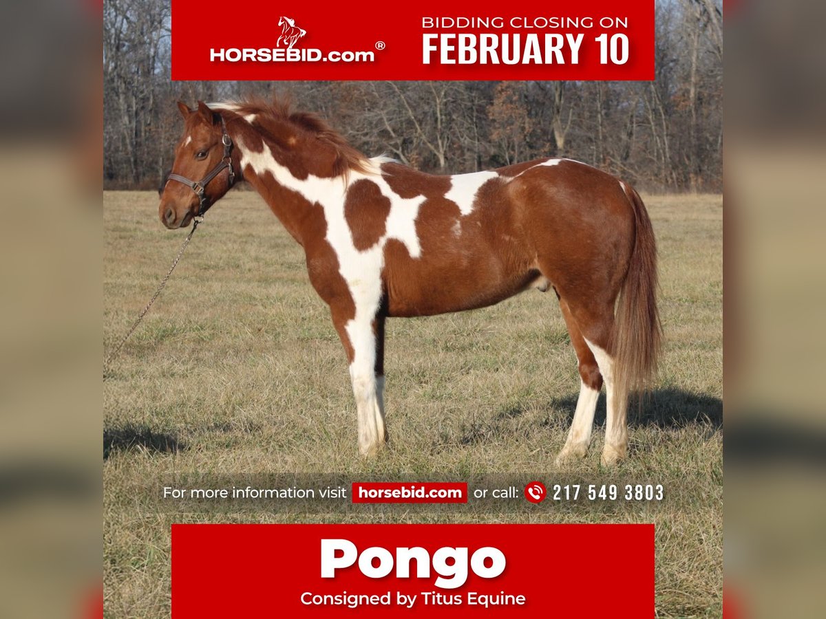 Quarter Pony Wałach 10 lat 142 cm Tobiano wszelkich maści in Brownstown, IL