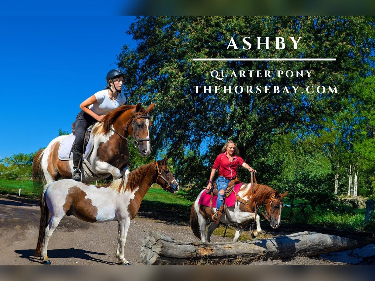 Quarter Pony Wałach 6 lat 145 cm Tobiano wszelkich maści in Fort Collins, CO