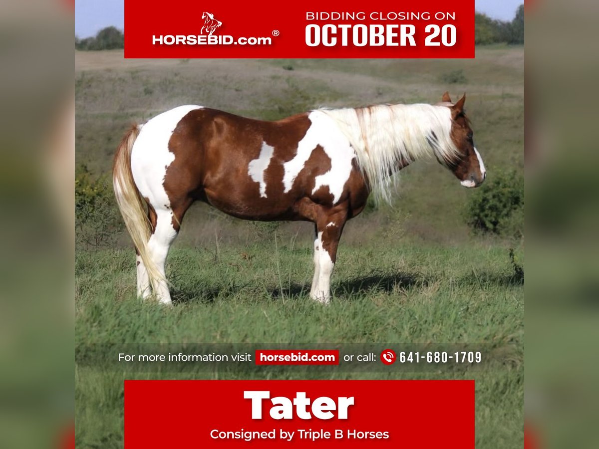 Quarter Pony Wallach 10 Jahre 147 cm Schecke in Plano