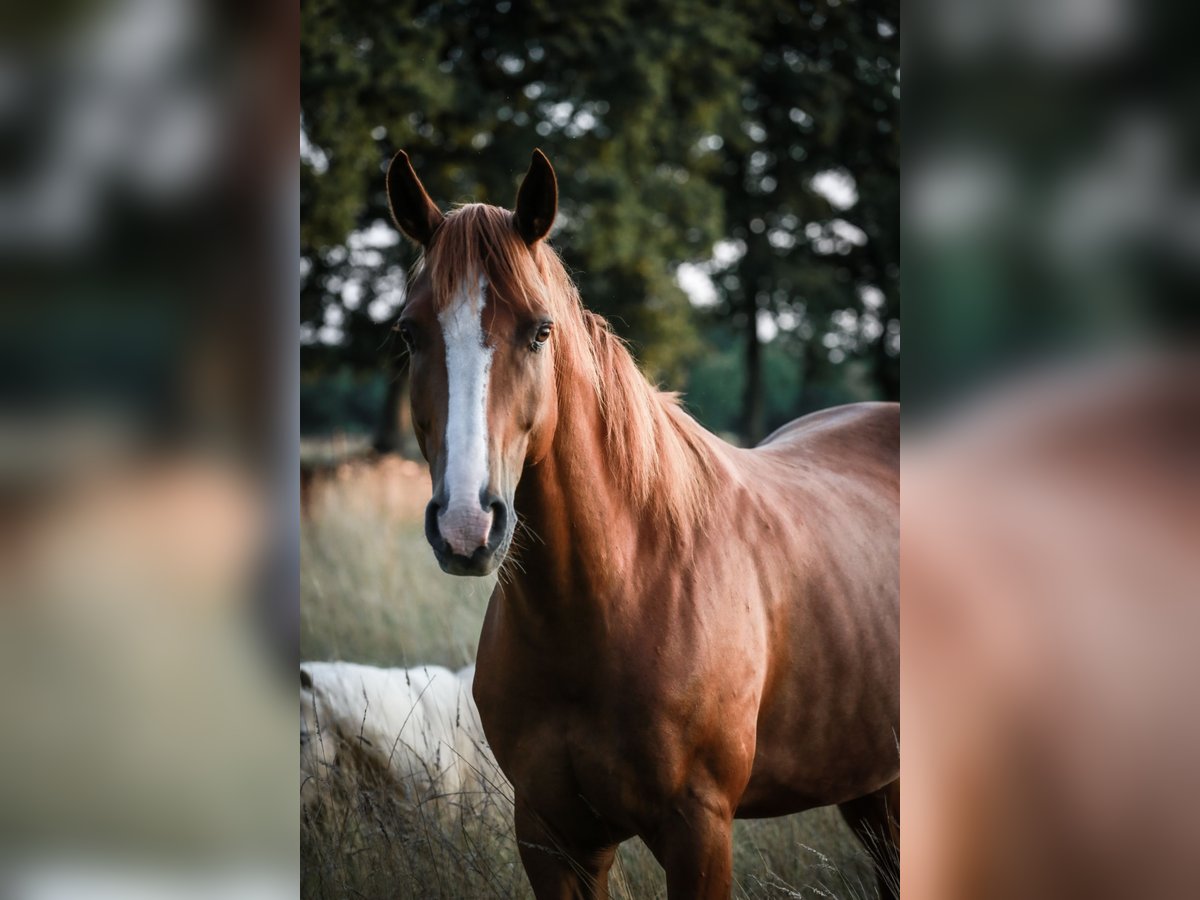 Quarter Pony Wallach 10 Jahre 163 cm Fuchs in Rastede