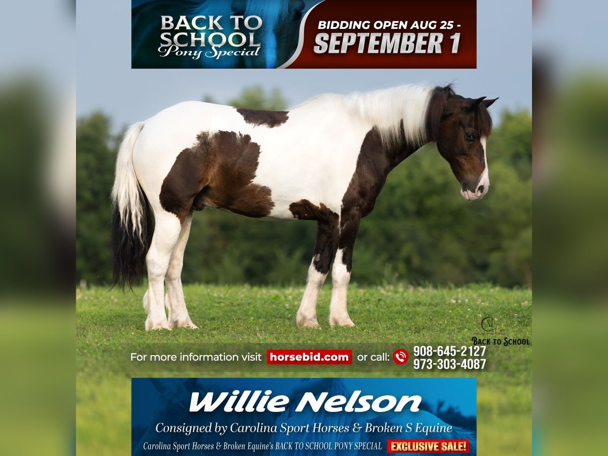 Quarter Pony Wallach 11 Jahre 132 cm Schecke in Clover