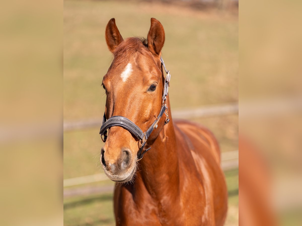 Quarter Pony Wallach 11 Jahre 143 cm Fuchs in Breitenfurt bei Wien
