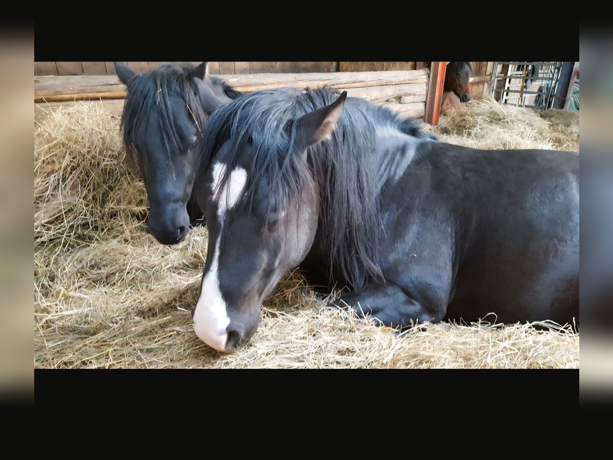 Quarter Pony Mix Wallach 11 Jahre Rappe in Metzingen