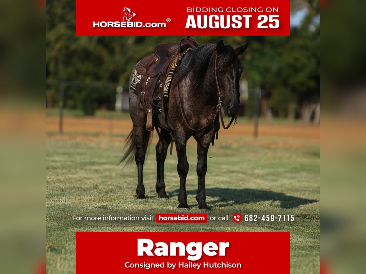 Quarter Pony Wallach 12 Jahre 142 cm Roan-Blue in Joshua, TX
