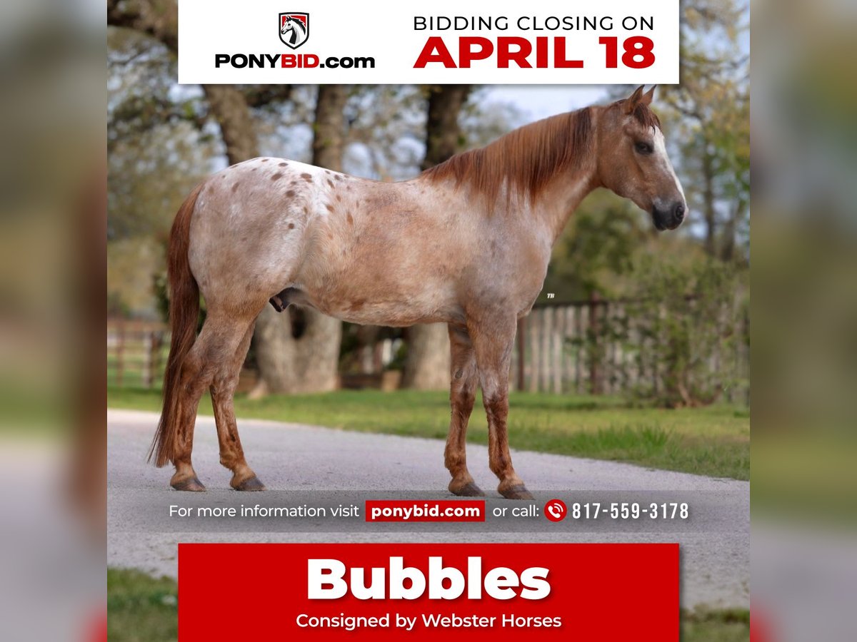 Quarter Pony Wallach 13 Jahre 137 cm Red Dun in Lipan, TX