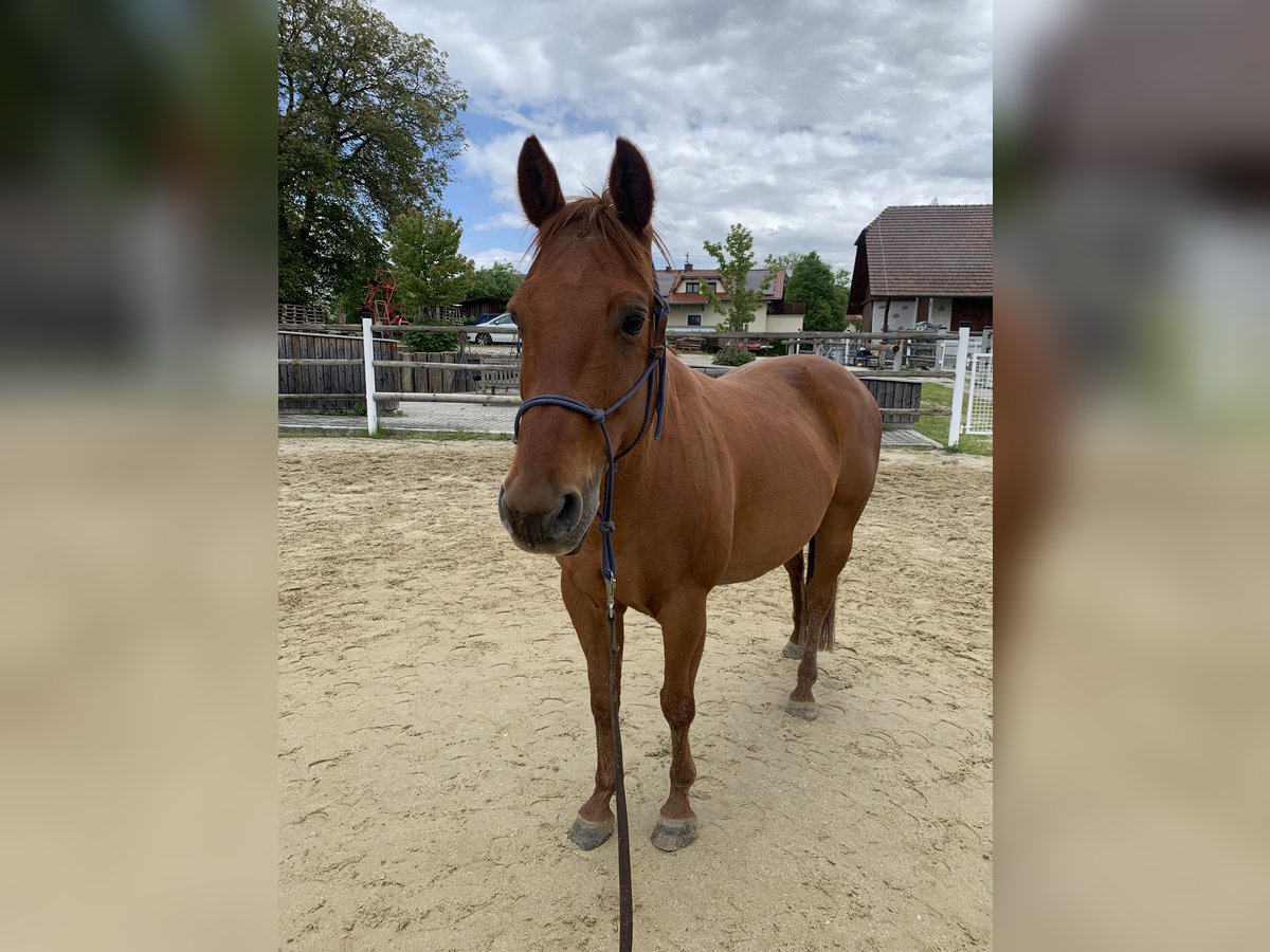 Quarter Pony Wallach 13 Jahre 143 cm Rotbrauner in Freistadt