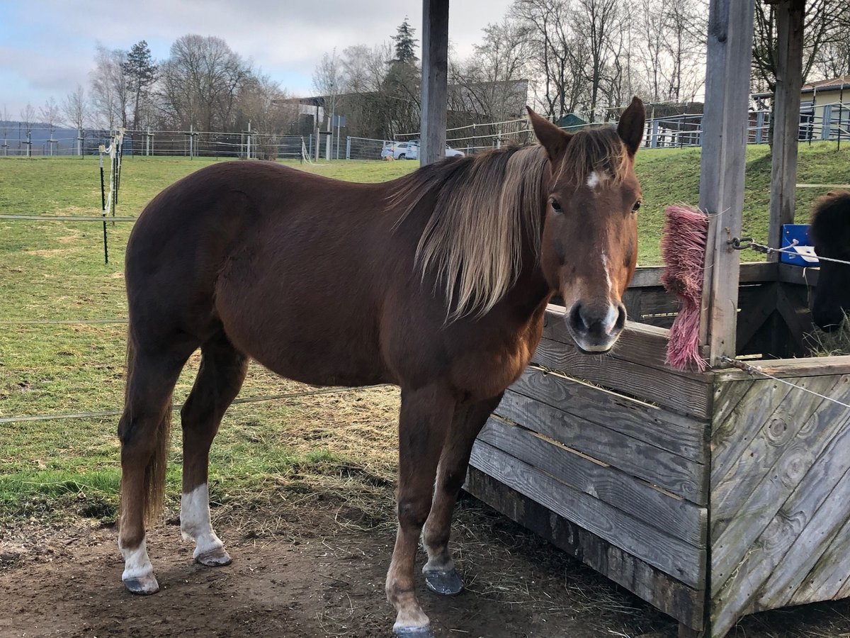 Quarter Pony Wallach 13 Jahre 160 cm in Karlstadt