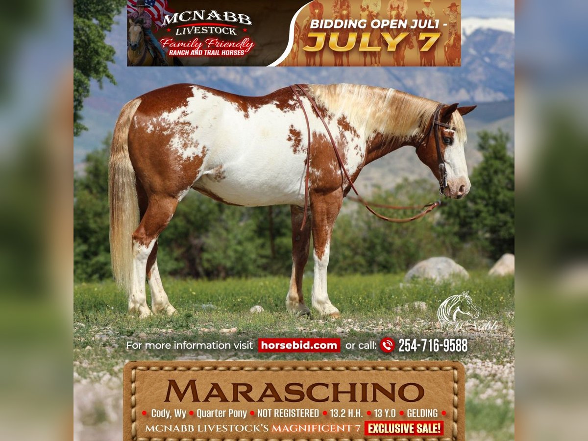 Quarter Pony Wallach 13 Jahre Rotfuchs in Cody