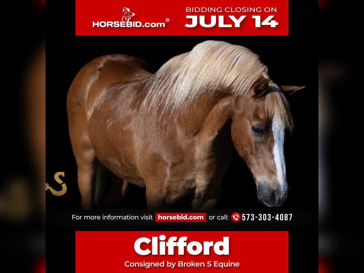 Quarter Pony Wallach 15 Jahre 127 cm Rotfuchs in Bogard, MO
