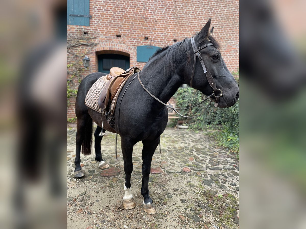 Quarter Pony Mix Wallach 16 Jahre 148 cm Rappe in Hohenwestedt